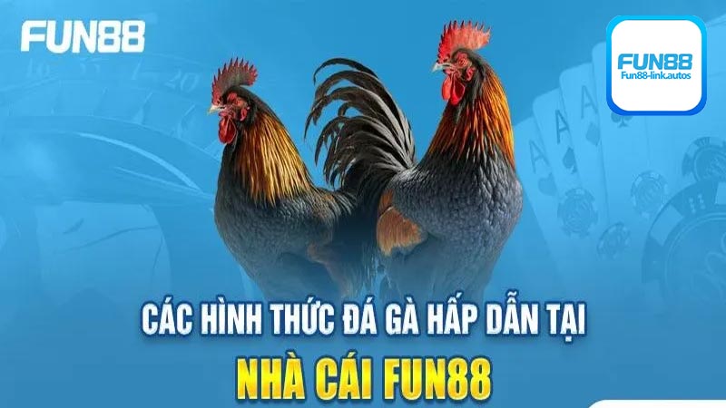 Những điều cần lưu ý khi tham gia sảnh chơi đá gà Fun88